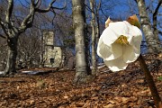 66 Elleboro in fiore per il Roccolo del Pertus